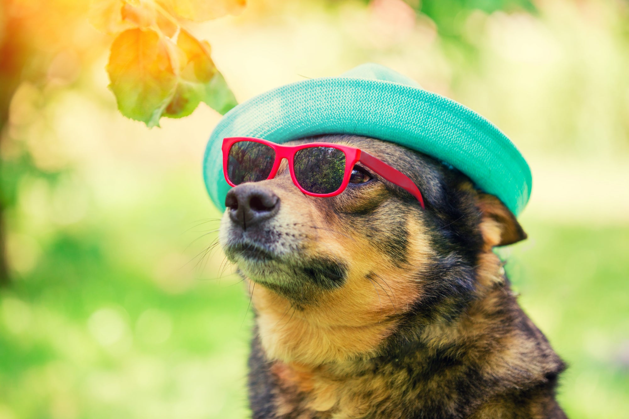 Dog Days Of Summer