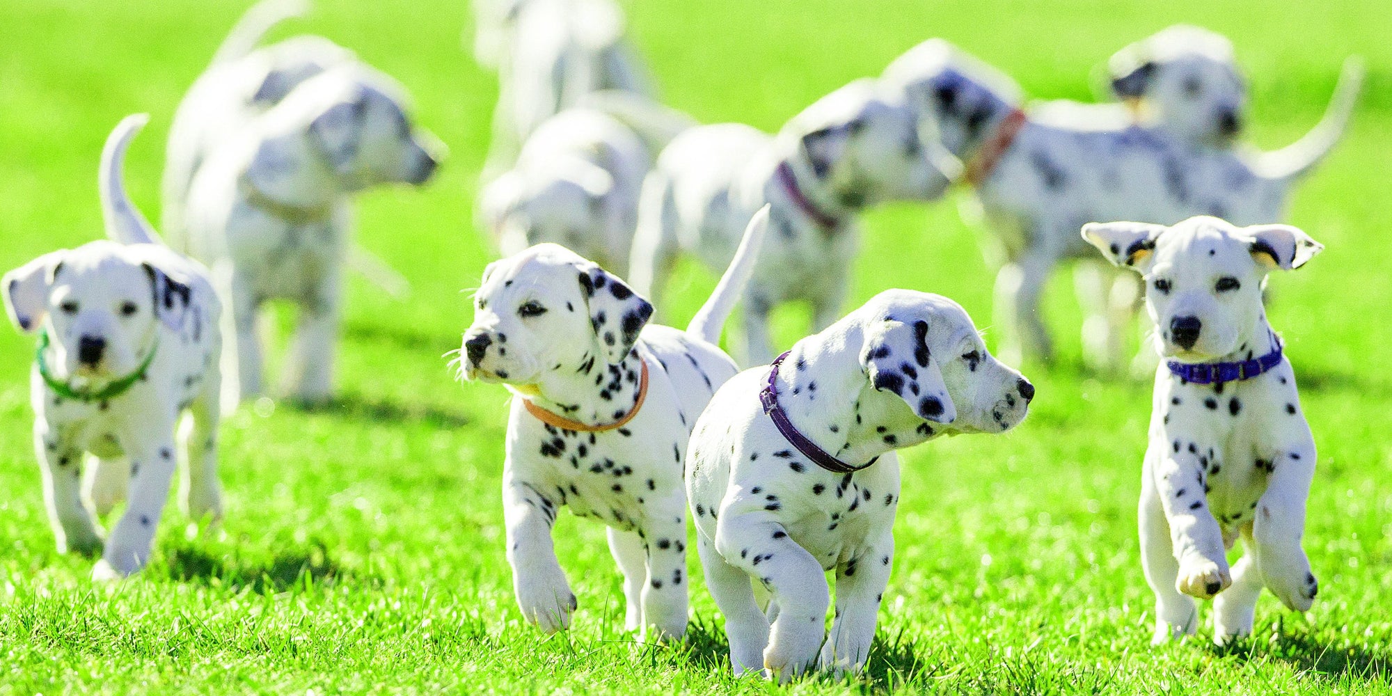 Buying A Used Dog: A Ruff Guide To Adoption